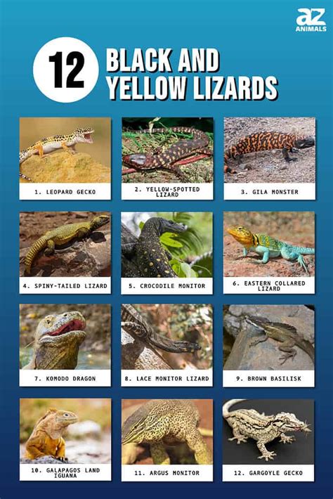 12 Black and Yellow Lizards (With Pictures of Each).